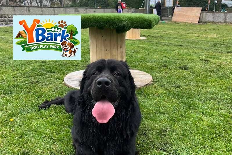 A large black dog lying on the grass at Y Bark dog play park in Holyhead